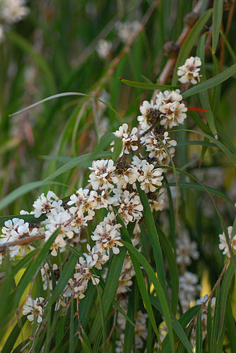 Agonis flexuosa